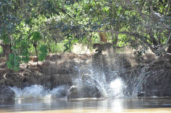 Ao perceberem a chegada da onça, capivaras se atiram no rio Cuiabá, região de Porto Jofre, no final da rodovia Transpantaneira, no Pantanal Norte, no Mato Grosso